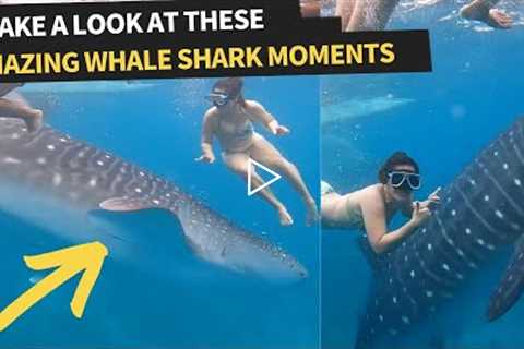 Amazing Whale-shark Moments Caught On Camera