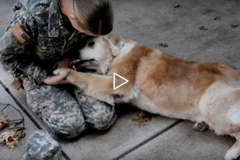 Soldiers Coming Home To Dogs (Emotional Moments)