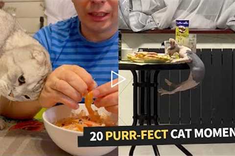 Top 20 Funniest Cat Moments Compilation