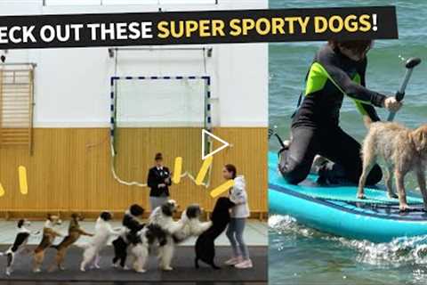 Most Athletic Dogs On The Planet Compilation