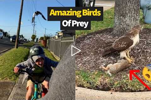 Birds Hunting Their Prey | Nature is Amazing
