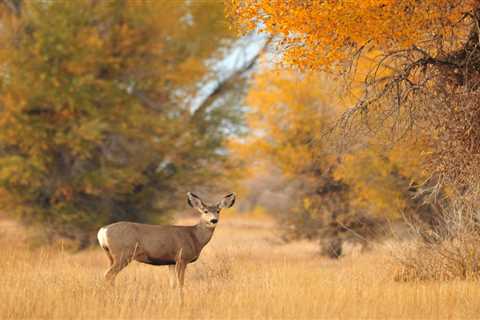 The House Passed a Bill That Could Provide $1.4 Billion in Wildlife Funding Every Single Year