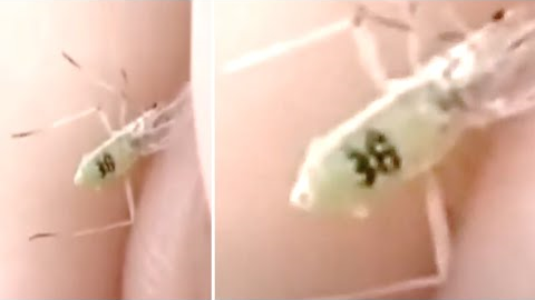 Someone Just Found A Wild Mosquito But After Taking A Closer Look Made A Strange Discovery
