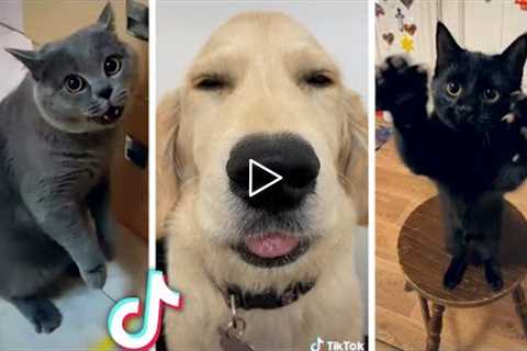 Best Compilation of Funny PETS 😻 Most Viral ANIMAL Videos Ever!! 😹