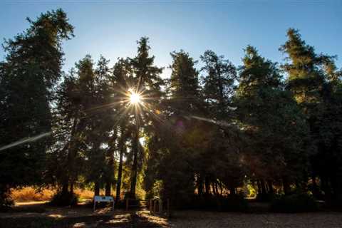 Revisiting Southern California’s coast redwoods and a drought-tolerant perennial