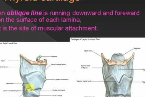 ANATOMY LECTURES , ENT , Larynx , PART 1 cartilage structure
