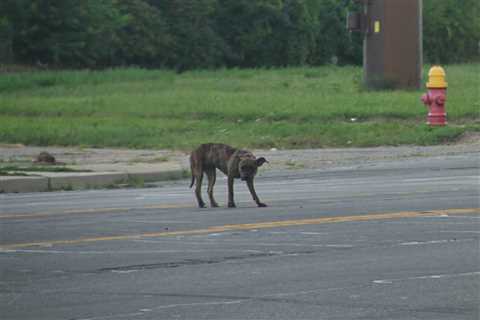 Detroit plans construction of long-awaited animal shelter