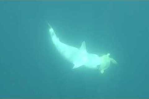 Sea turtle manages to avoid being eaten by a hungry shark