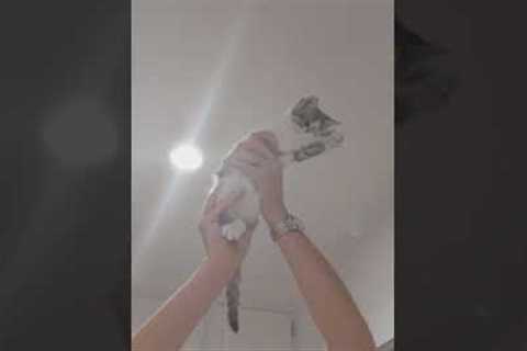 Cat makes the perfect fly swatter