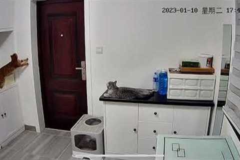 Smart cat opens door for owner who forgot keys