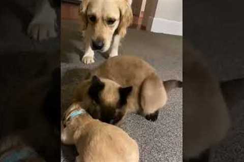 Cat comforts crying puppy while mom takes a break