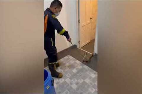 Firemen catch aggressive king cobra hiding in a residents toilet