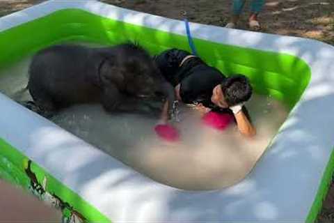 Rescued baby elephant cools off while playing with wildlife worker in paddling pool