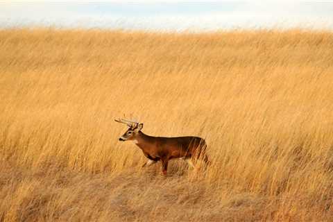 Manitoba Records Its First Two CWD-Positive Whitetail Deer