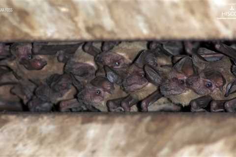 Texas winter freeze sends Houston’s bats falling from the Waugh Bridge in hypothermic shock