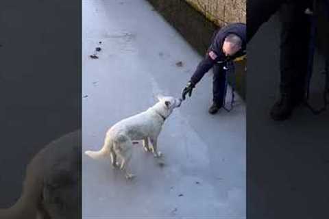 Firefighters rescue pup after falling 10ft