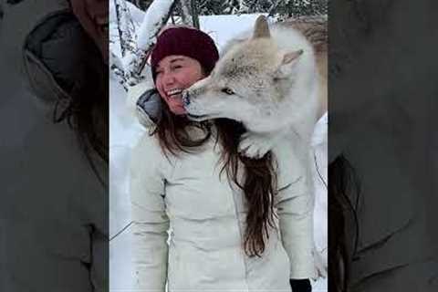 Big wolf gives photographer a kiss