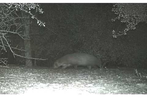 Mystery Critter Photographed Near Texas Border Turns Out to Be … a Badger?