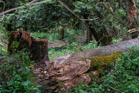 Illegal logging in Africa is a threat to security