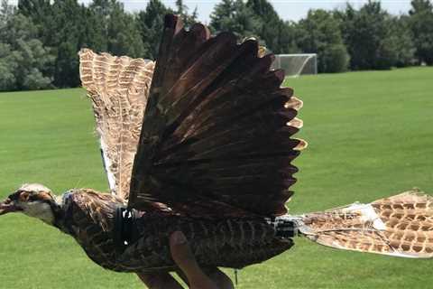 Taxidermy birds are being turned into drones