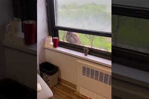 Red-Tailed Hawk visits Chicago office window