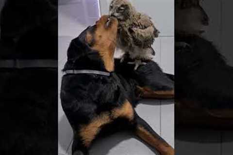Dog and owl have become inseparable friends