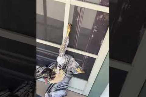 Woman rescues dazed hawk after collision with screen door