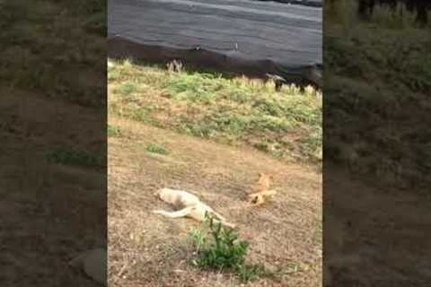 Pet dogs decide to slide down grassy bank 😂