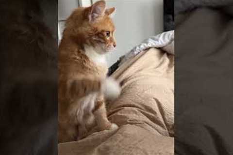 Possessive cat and dog fight over owner's breakfast