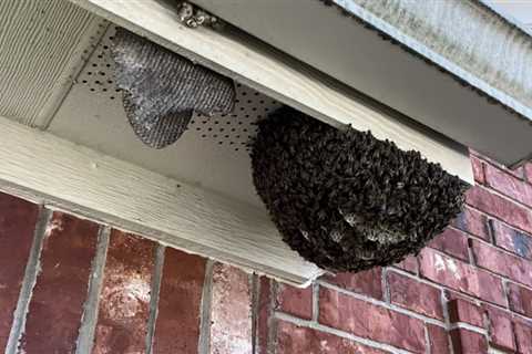 Bee Keepers extra busy during swarm season