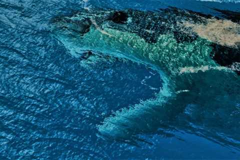 Could the megalodon still exist today?