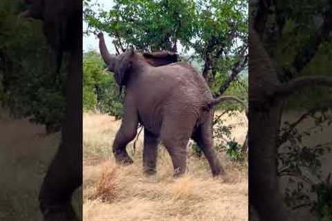 Elephant Throws A Tantrum