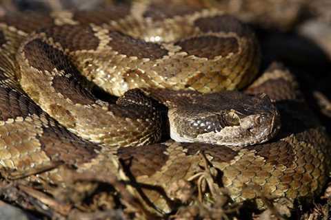 Rattlesnake advisory issued for East Bay parks, trails – NBC Bay Area