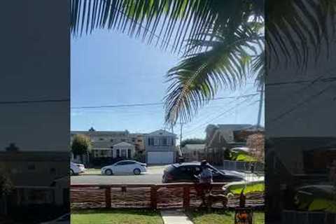 Dog waits every day to greet the mail lady!