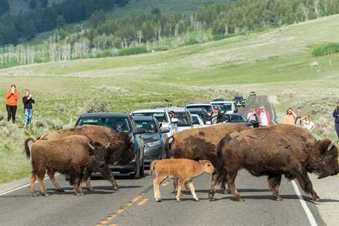 National Park Service warns of excited bison during mating after females injured at two parks –..