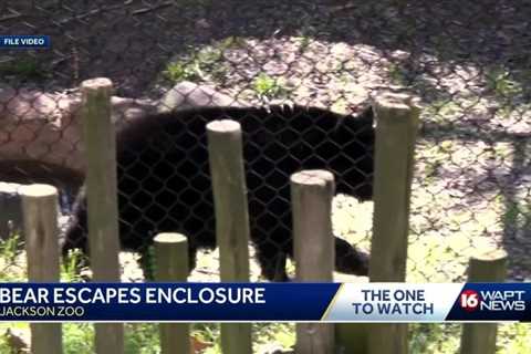Jackson Zoo Bear Escape
