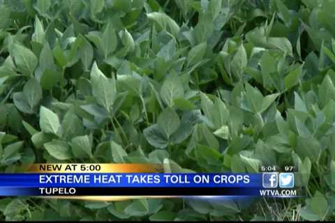 Extreme heat takes toll on crops