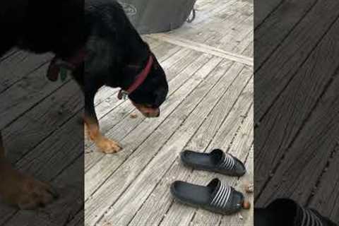 Clever dog figures out how to crack walnut shells and discovers yummy treat inside