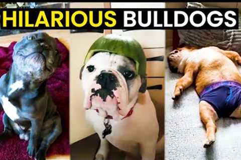 TOP 30 - Hilarious Bulldogs Caught On Camera