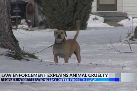 Sheriff’s office elaborates on animal cruelty within the law