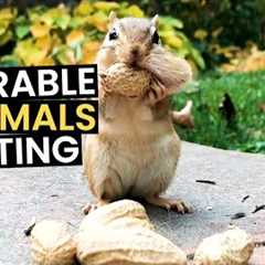 The Worlds CUTEST Animals - Eating Their Food | Top 37 Moments