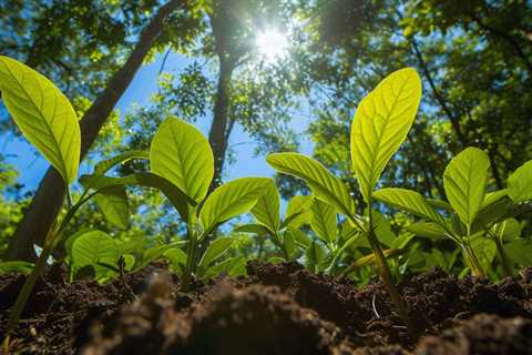 Bullish growth projections in the carbon market