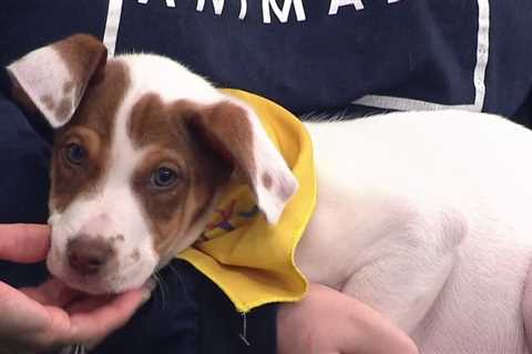 KPRC 2 Pet Project: Meet Donatello