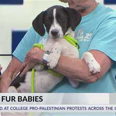 Friday Fur Babies: Meet Tully