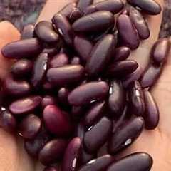 Eating beans is good for the intestines – •