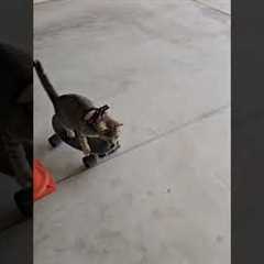 Amusing clip shows kitten riding skateboard
