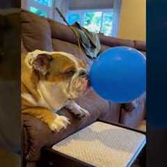 Bulldog and her Balloon