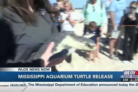 HAPPENING THURSDAY: Mississippi Aquarium releases rehabbed sea turtles