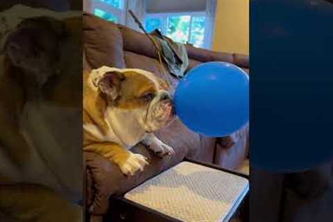 Bulldog and her Balloon