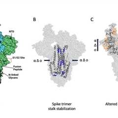 A tighter core stabilizes SARS-CoV-2 spike protein in new emergent variants
